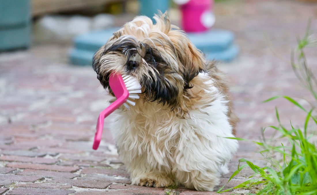 3 Reminders for Optimal Oral Care